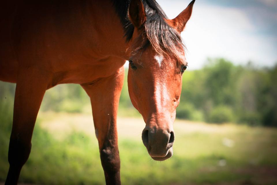 Tête d’un cheval au pâturage