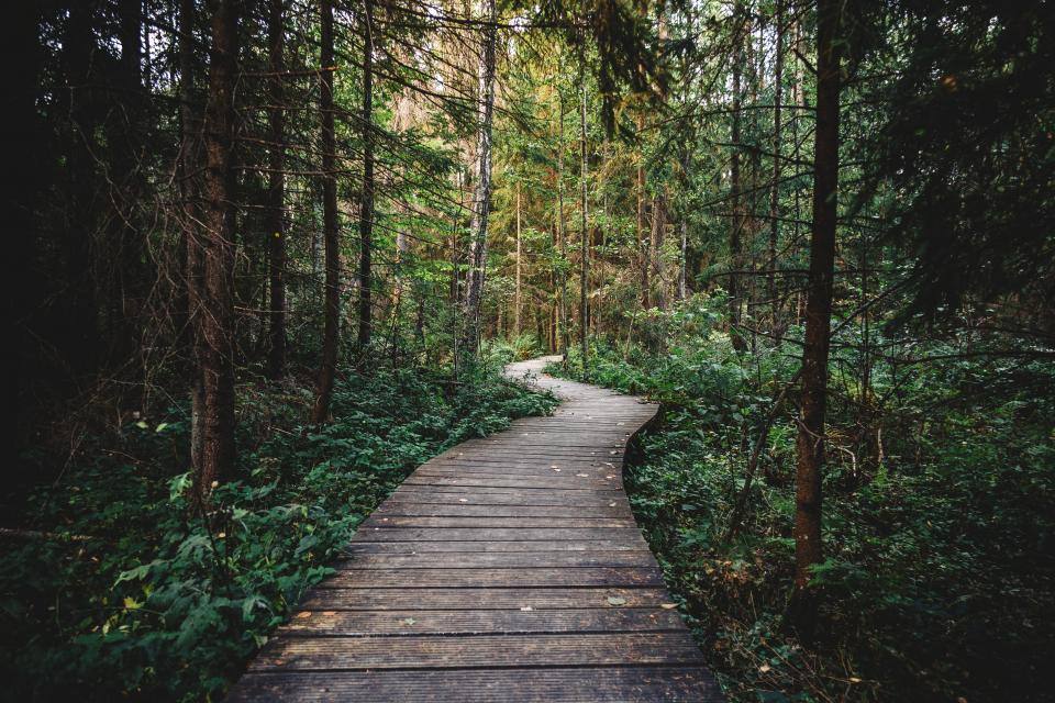 Chemin en forêt dense