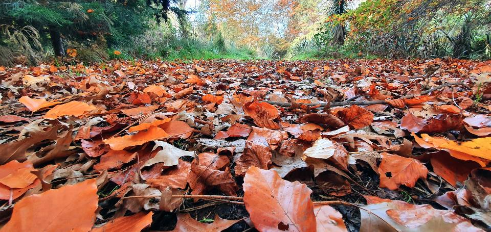 Bois d’automne, lumière rasante
