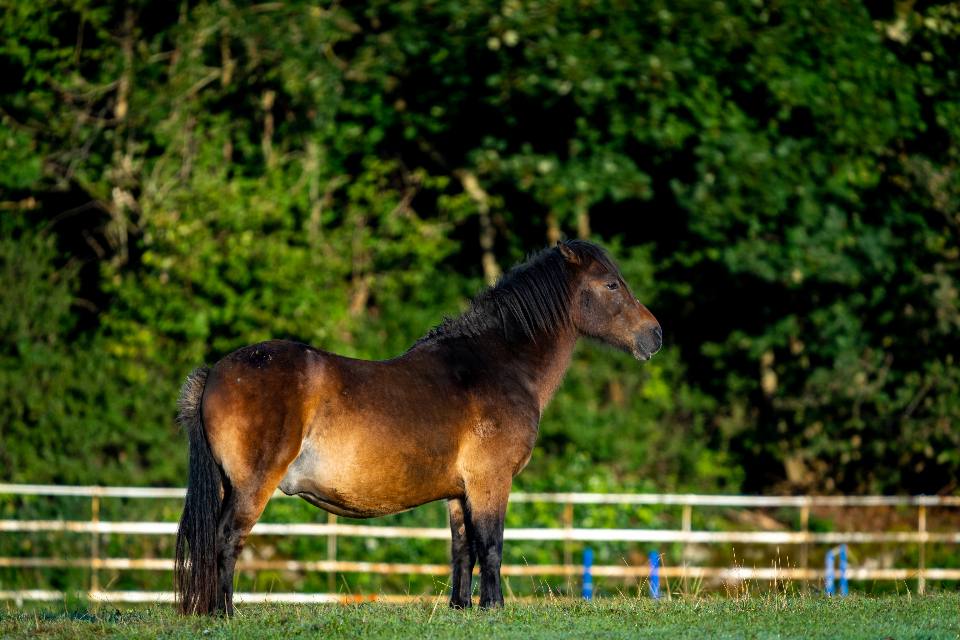 Cheval derrière la clôture du domaine