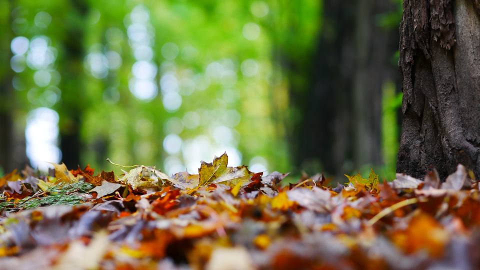 Sentier forestier en automne